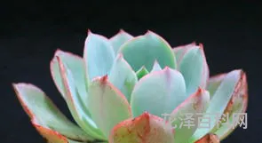 多肉植物栽培 种多肉的步骤和方法