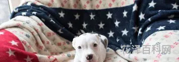 比特斗牛梗犬 世界十大猛犬排名