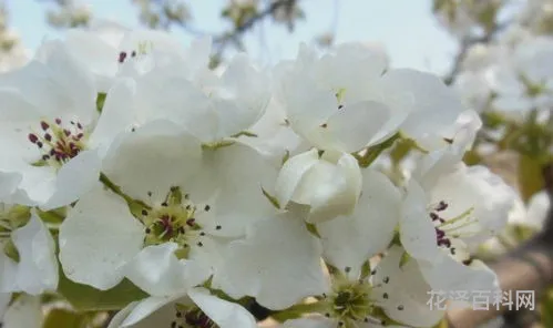 梨花是什么季节开的 枫树