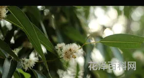 一花一世界一叶一菩提 一执一念一浮生,一悲一喜一枉然
