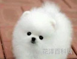 美式博美价格，纯博美狗狗多少钱一只