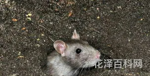 东张西望是什么动物