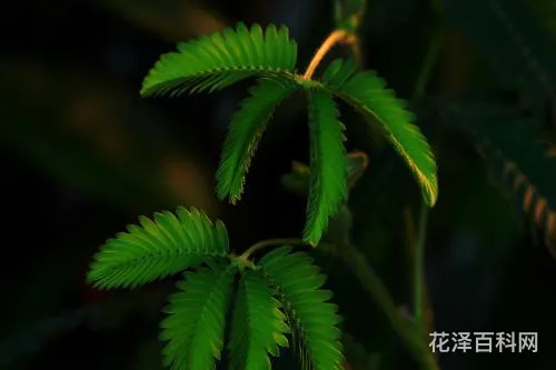 含羞草的特点