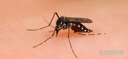 蚊子最怕什么树，驱蚊树图片