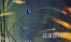 放生有什么好处 放生十大功德