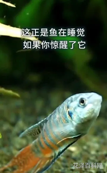 鱼为什么睁着眼睛睡觉，鱼养久了会认主人吗