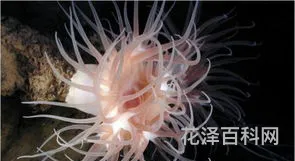 海菊花是什么 海葵花怎么吃