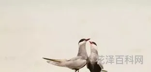 关关雎鸠在河之洲，关关雎鸠是什么含义