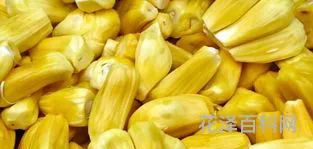 菠萝蜜怎么剥，菠萝蜜快速剥图解