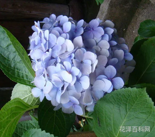 象征友谊的花，送闺蜜鲜花应该送什么花