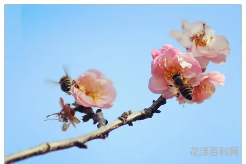 一树梅花一放翁