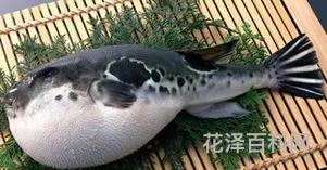 河豚的哪个部位有毒，人工饲养河豚为何无毒