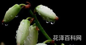 剑兰的养殖方法，剑兰浇水的正确方法
