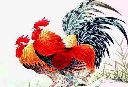 两全其美打一生肖 两全齐美是指什么生肖呢
