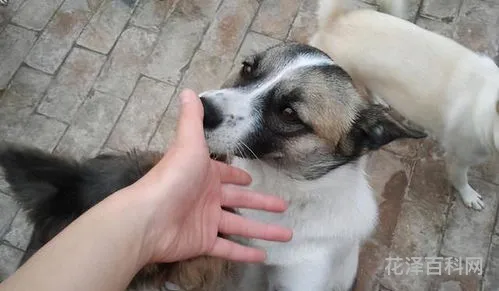 狗狗舔主人手脚意味着什么