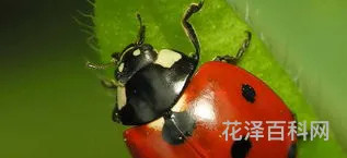 七星瓢虫吃什么，一只瓢虫能活几天