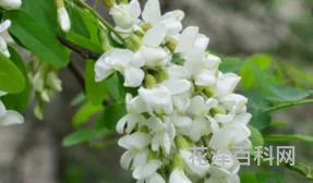 槐花怎么保存最好 槐花在冰箱里冷冻一年还能吃吗