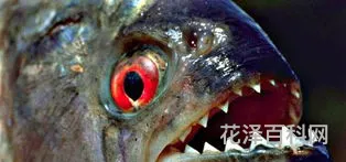 食人鱼可以吃吗