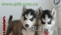 哈士奇一般多少钱一只 萨摩耶多少钱一只
