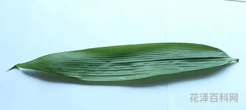 包粽子的叶子不包括