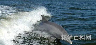 海洋生物资源
