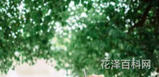 夏天是几月到几月，夏季是指哪三个月