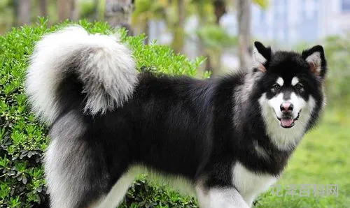 阿拉斯加雪橇犬好养吗