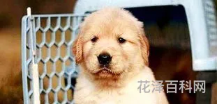 金毛狗怎么养，金毛犬一生认几个主人
