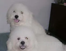 比熊犬能长多大 比熊犬腿长多少厘米正常