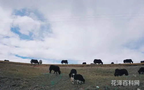 广袤无垠的意思