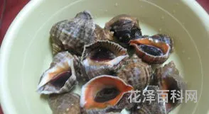 海螺煮多久能熟 海螺冷水下锅煮多少分钟