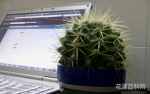 仙人掌能防止电脑辐射吗 防电脑辐射用仙人球有用么