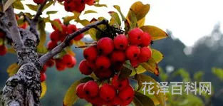 果实累累的读音，硕果累累二声和三声区别