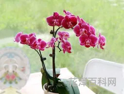 朋友圈晒花草的说说，晒植物的朋友圈怎么发