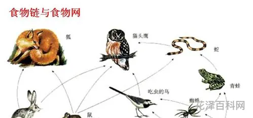 食物链和食物网 七年级上册生物食物链和食物网
