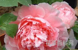 洛阳牡丹花卉，河南洛阳牡丹花最佳旅游时间