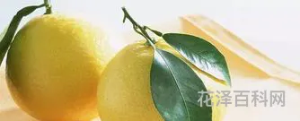柚子皮可以去除甲醛吗 什么东西吸甲醛效果最好又快