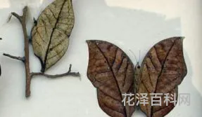 枯叶蝶是什么意思
