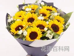 太阳花的象征意义，太阳花象征着什么人