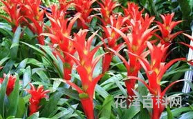 鸿运当头的养殖方法 鸿运当头正确浇水方法