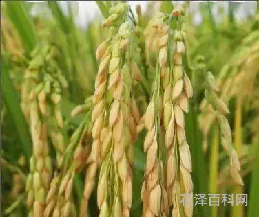 稷是水稻还是粟 稷指什么粮食