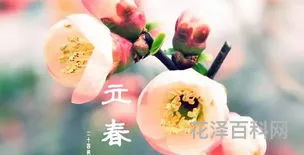 立春的含义和风俗，2024年为啥叫寡妇年