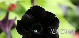 黑色曼陀罗花 十大冥界之花
