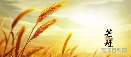 仲夏是个什么夏，仲夏的美好寓意