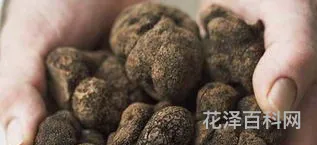 黑松露是什么