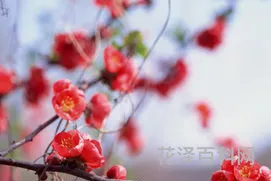 春暖花开的朋友圈句子