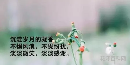 表达心情感慨的句子