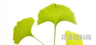 包含银杏树叶像什么的词条 银杏树的叶子像小扇子更具体