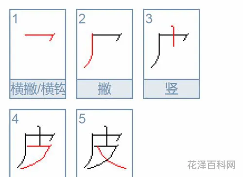 皮的笔顺怎么写 笔画大全表