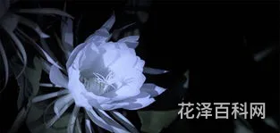 昙花一现的现，昙花一现的现是什么意思啊